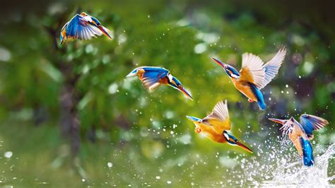 Kingfishers Taipei Bing Wallpaper Download