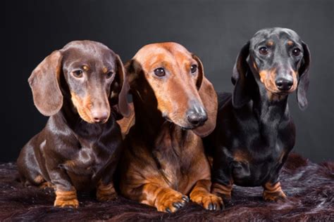 Dachshund Dog Breed Information Images Characteristics Health