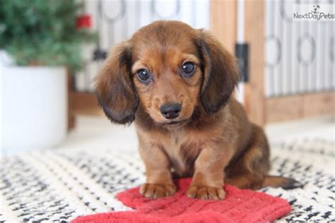 Browse and find dachshund puppies today, on the uk's leading dog only classifieds site. Dachshund, Mini puppy for sale near Ft Myers / SW Florida ...