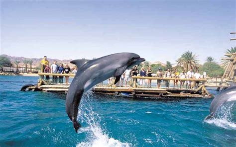 Swim And Splash With The Dolphins In Eilat Israel