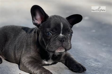 Maybe you would like to learn more about one of these? Baby Yoda: French Bulldog puppy for sale near Tampa Bay Area, Florida. | bdf8627e-4cd1