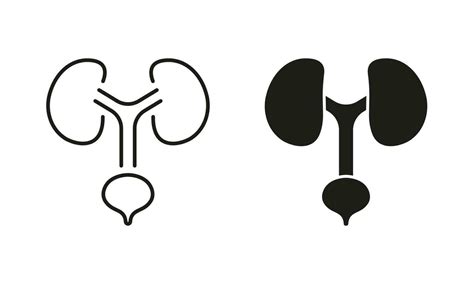 Human Urinary System Line And Silhouette Icon Set Healthy Internal