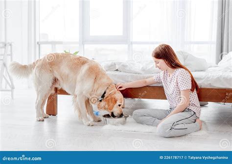 Girl Feeding Golden Retriever Dog Stock Image Image Of Childhood
