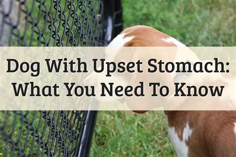 4 Ways To Relieve Dog Upset Stomach At Home 2020 Updated