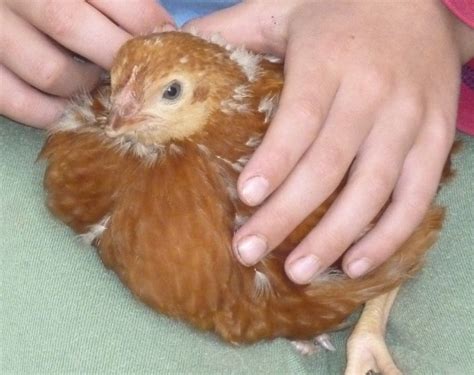 Nearly time we got some more I think >pet chickens! 8> | Pet chickens