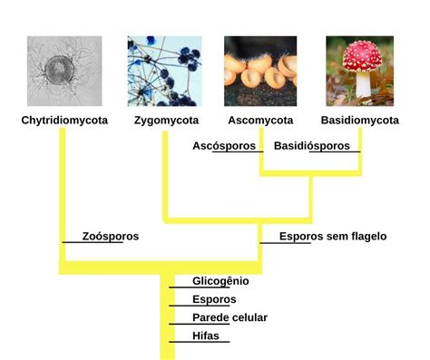 Reino Fungi O Que é Reprodução E Classificação Dos Fungos