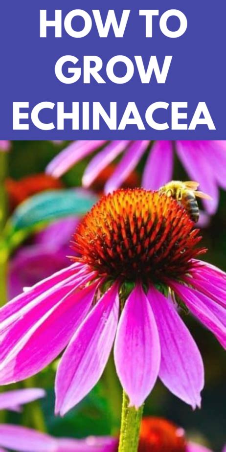 How To Grow Echinacea Gardening Sun
