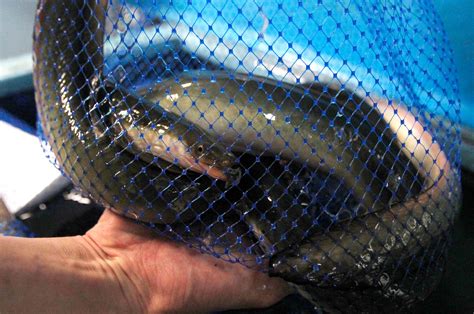 New Hope For Endangered Eels Japanese Summer Delicacy The Seattle Times