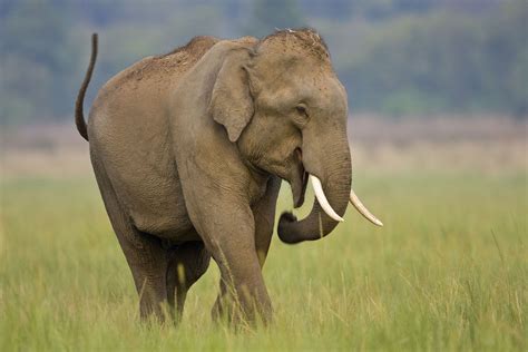 Asian Elephant Elephas Maximas The Animal Encyclopedia