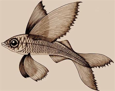 Flying Fish Drawing Originally Drawn For A Rubber Stamp According To