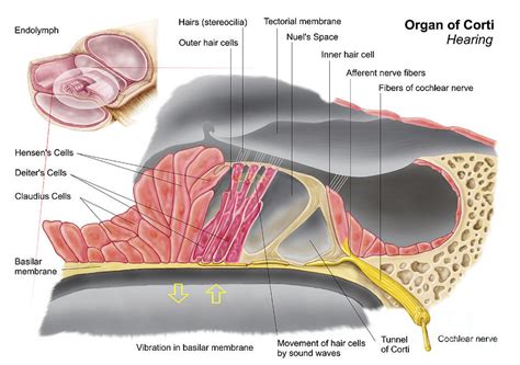 Anatomy Of The Organ Of Corti Part Digital Art By Stocktrek Images