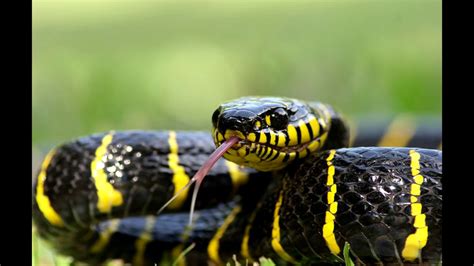 tulajdonos lb Fogadó gép documental las serpientes mas venenosas del