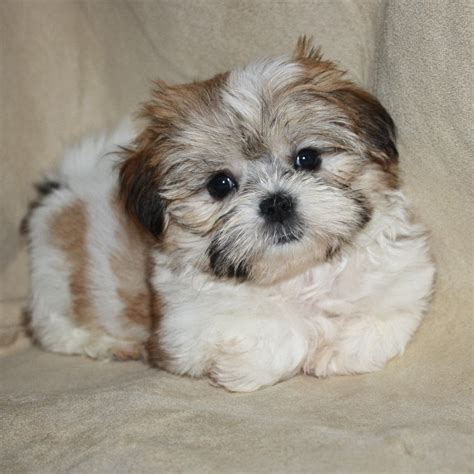 Shorkie A Definitive Review Of The Shih Tzu Yorkie Mix And Photos