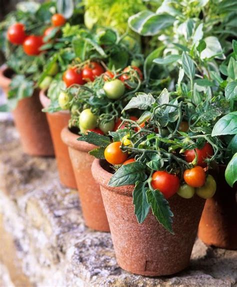 The Ultimate Guide To Planting Growing And Harvesting The Best