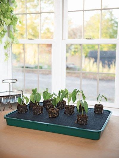 Self Watering Plant Tray In 2021 Self Watering Plants Plant Tray