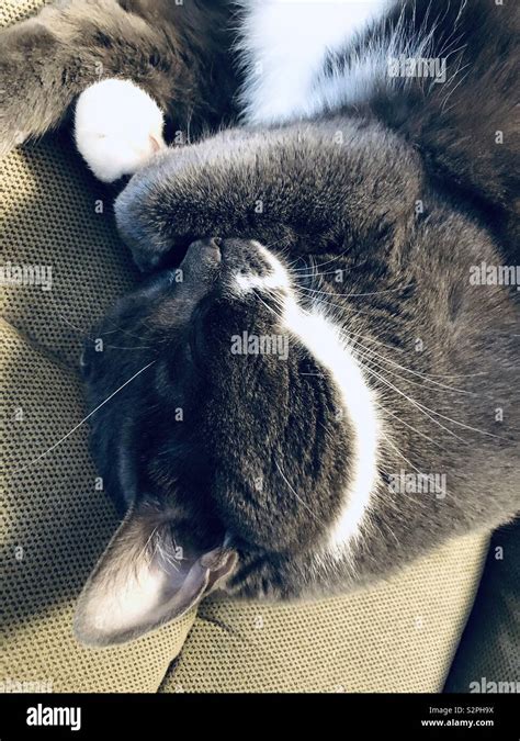 Grey Tuxedo Cat Sleeping Stock Photo Alamy