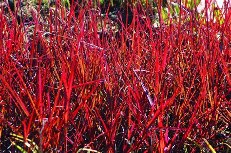 Red Stems And Red Flowers Make Andropogon Red October A Hot Grass For