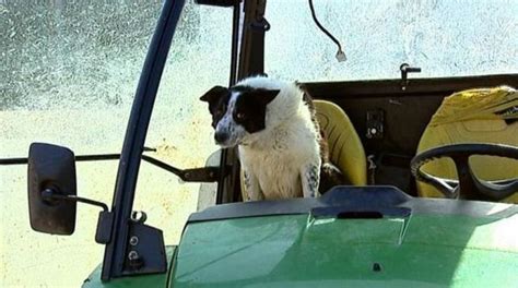 Tractor Driving Dog Causes Mayhem On Scotland Highway And On Twitter