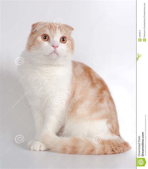 scottish fold cat stock images image