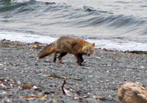 A Watchful Kodiak Fox Photo By Barb Large Kodiak Alaska Wildlife