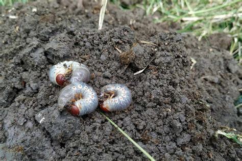 How To Get Rid Of White Grubs In The Soil Life And Agri