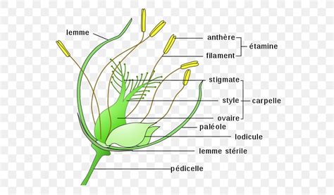 Perianth Flower Pollination Anatomy Ovary Png 591x480px Perianth