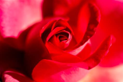 Rose Denis Ls Flickr