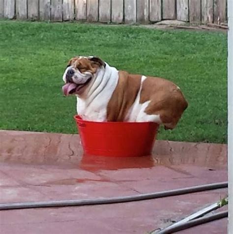 Caring of the english bulldog is simple as he only requires regular brushing by using a rough cloth and minimal exercise. 1537 best Bulldog Puppies images on Pinterest | English bulldogs, Baby bulldogs and English ...