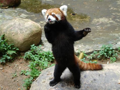 Animals Red Panda Wallpapers Hd Desktop And Mobile