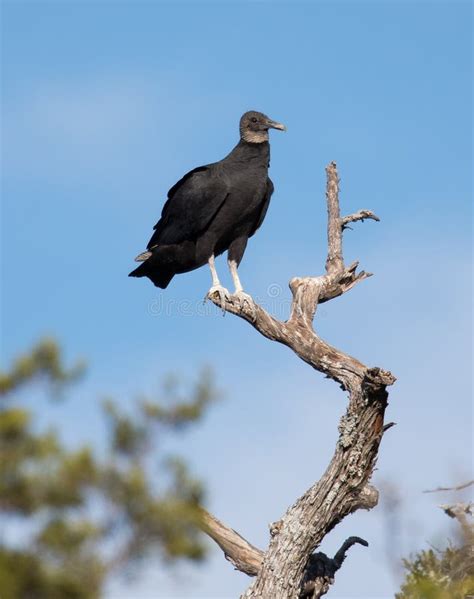 Black Vulture Stock Image Image Of Standing Bird Natural 115978359