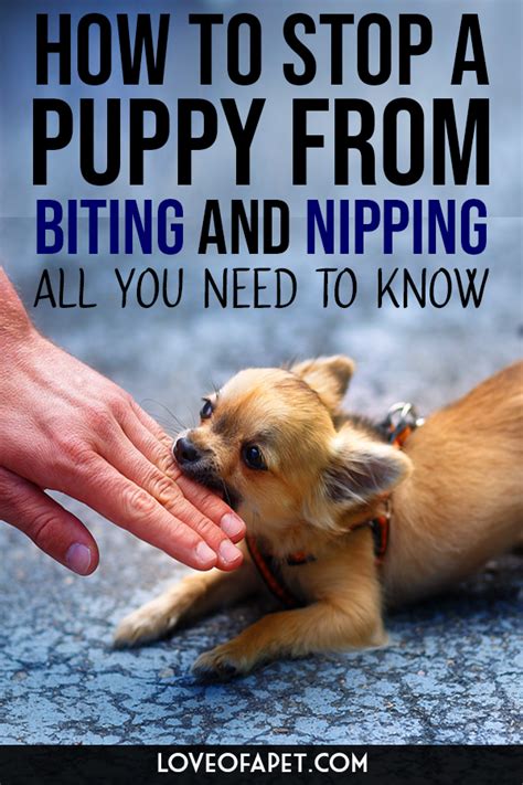 How To Stop A Puppy From Biting And Nipping All You Need To Know