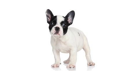 French Bulldog Puppies Colours Temperament Price Lifespan Training