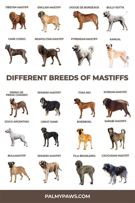 Mastiff Breeds 20 Types Of Mastiffs Palmy Paws Mastiff Breeds