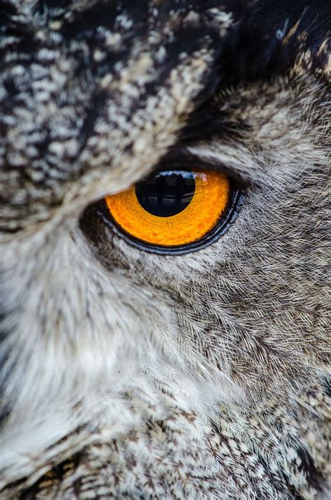 Owl Eye Photogrpahy Animal Bird Close Up Eye Owl Wildlife One