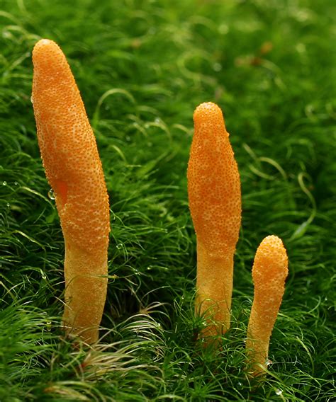 Cordyceps Benessere Dal Mondo