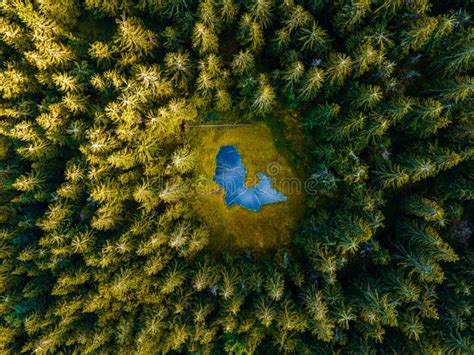 Aerial Top View Forest Tree Rainforest Ecosystem Drone Photography