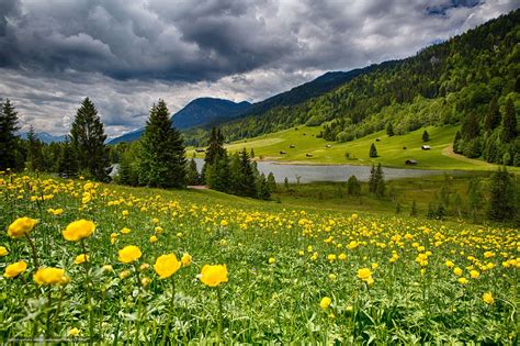 Blumenwiese Flower Meadow おしゃれまとめの人気アイデア｜pinterest｜sabine 山 動物