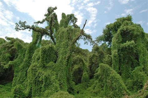 The Story Behind Kudzu The Vine Thats Still Eating The South