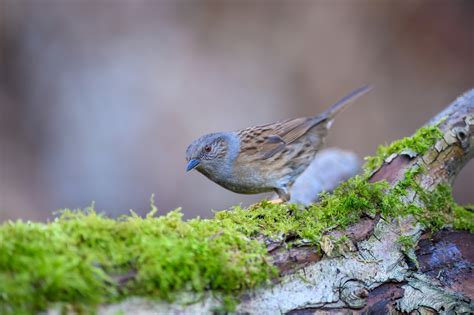 Dunnock Bird Facts Prunella Modularis