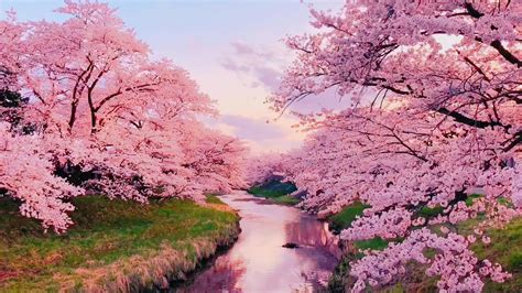 Dreamy Cherry Blossom Trees 1626045 Stock Video At Vecteezy