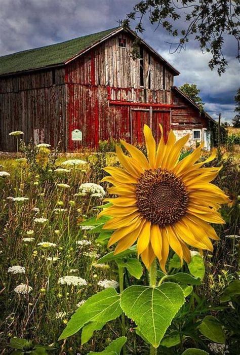 Weathered Red Barn The Perfect Background For Queen Annes Lace And