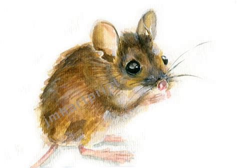 Watercolor Field Mouse Field Mouse Print