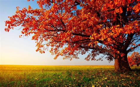 Hd Autumn Tree Landscape Images Wallpaper Download Free