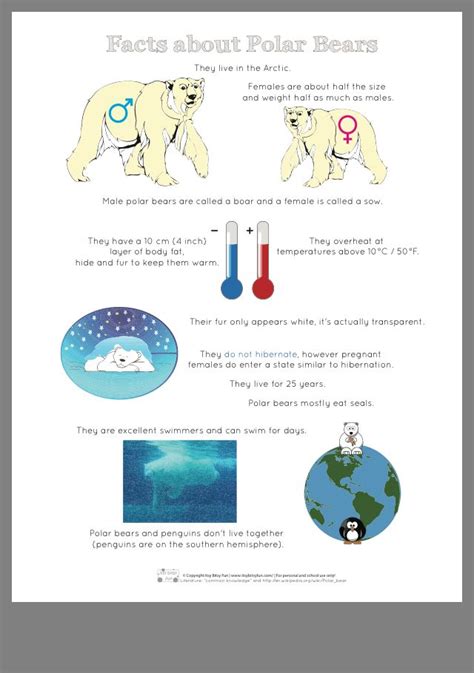 Pin By Linda On Snowy Polar Bear Facts Bear Facts For Kids Facts