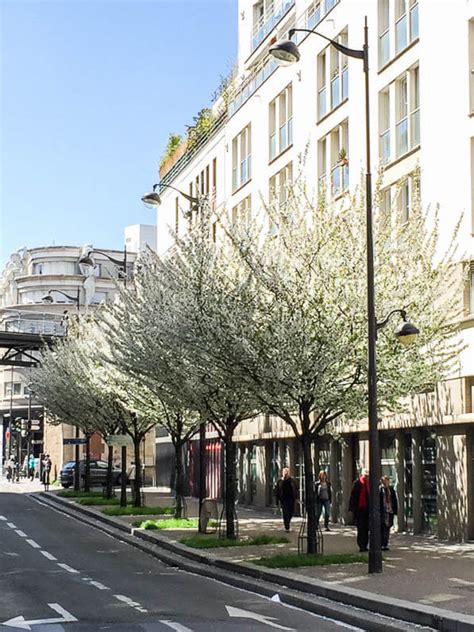 Les cerisiers en fleur de la rue de Rambouillet (Paris 12e)  Paris