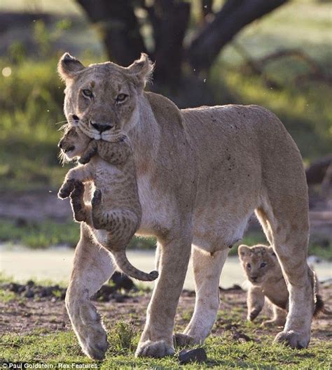 15 Best Mothers Carrying Babies Images On Pinterest Big Cats Mouths