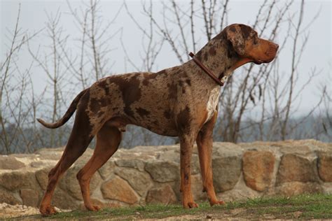 Catahoula Cur Dog Breed Information And Pictures Livelife