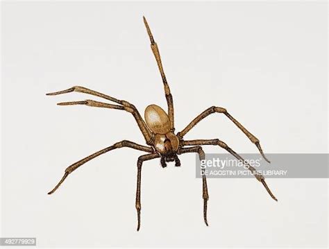 Images Of Brown Recluse Spider Photos And Premium High Res Pictures