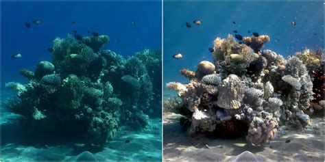 Oceanographers Created An Algorithm That Transforms Underwater Photos