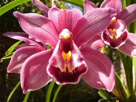 Imágenes De Flores Y Plantas Orquídea